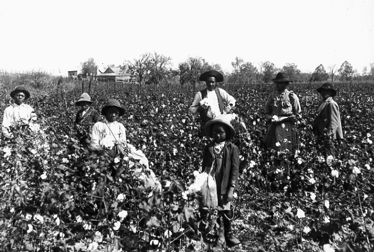 cotton picking